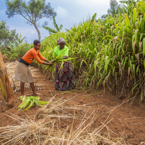 Peer Farmer